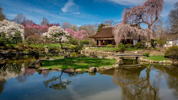 Shofuso Japanese House and Garden hosts the annual Subaru Cherry Blossom Festival each spring. 