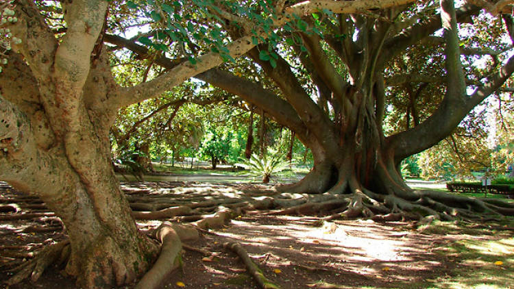 Jardim Botânico Tropical