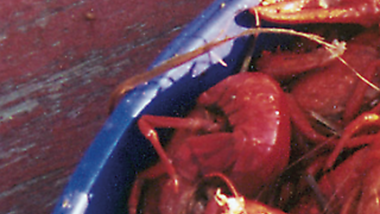 Perfect your peel at a crawfish boil