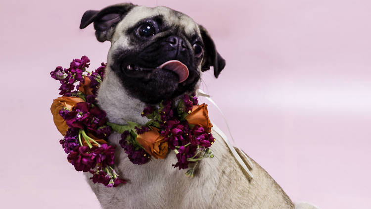 Pug con arreglo floral