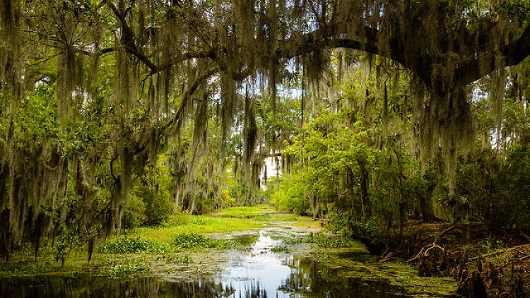 Swamp greenery Louisiana