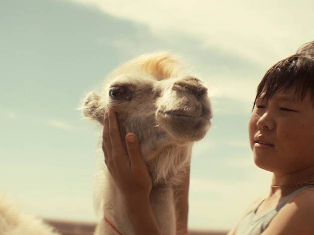 Celestial Camel Celestial Camel