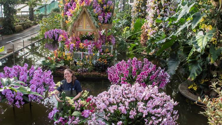 In pictures: Kew Gardens’ Orchids Festival