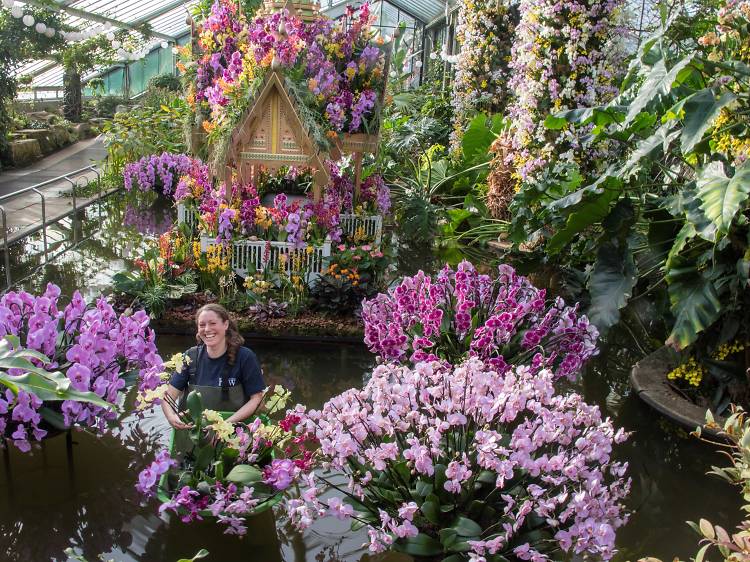 In pictures: Kew Gardens’ Orchids Festival