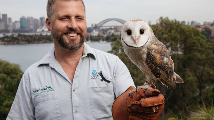 Grey Fisher - Bird keeper