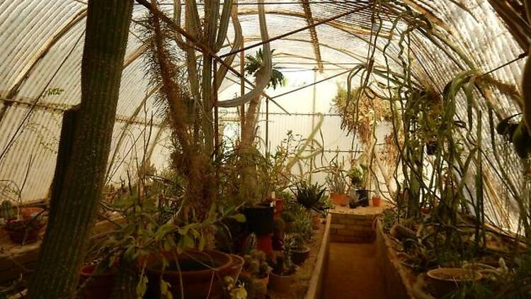 Visit the Cactarium at Moorten Botanical Garden