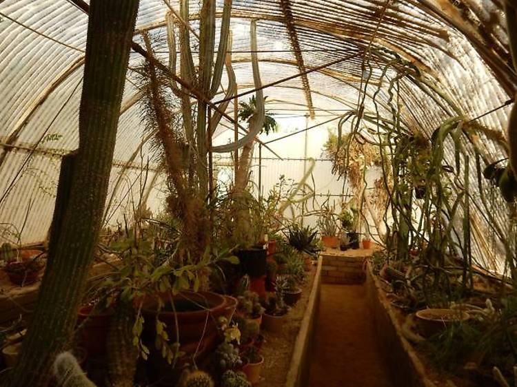 Visit the Cactarium at Moorten Botanical Garden