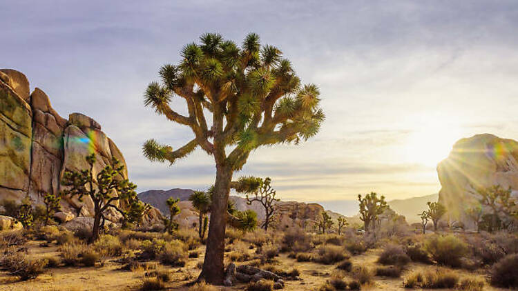 Go get lost in Joshua Tree National Park