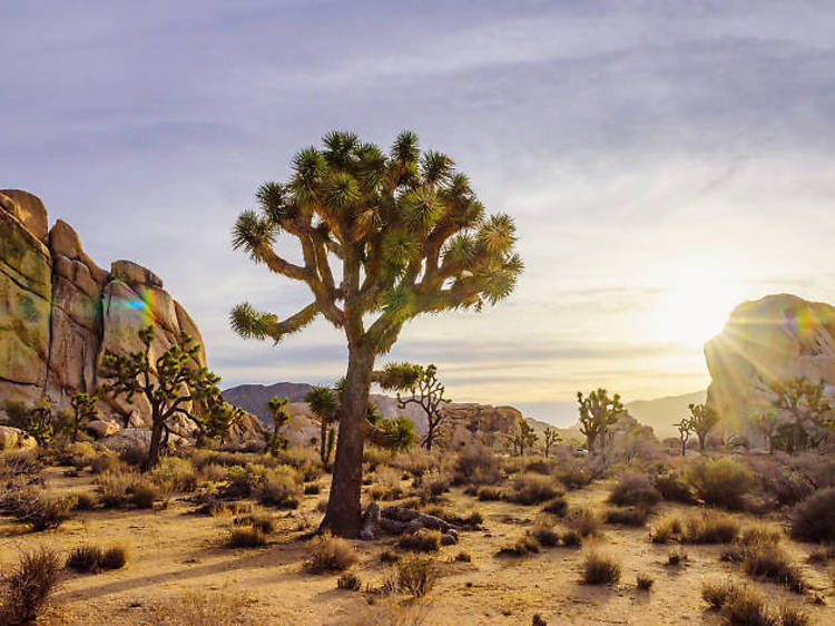 Go get lost in Joshua Tree National Park