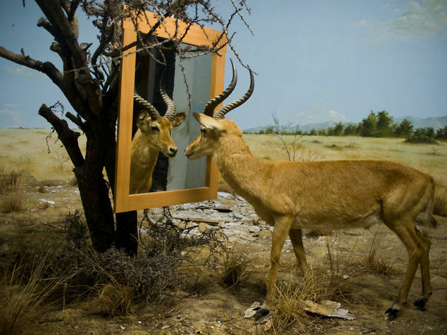 pics pics, plataforma de imagenes contemporanes