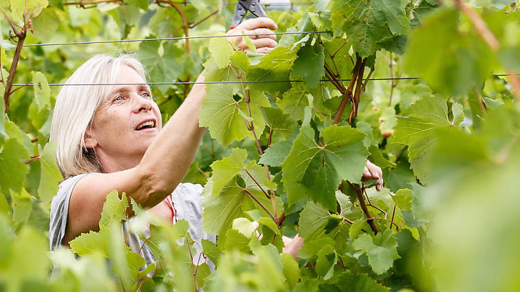 The ecotherapist who founded a vineyard in north London