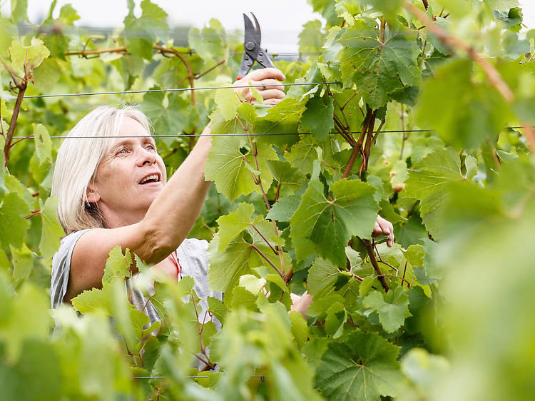 The ecotherapist who founded a vineyard in north London