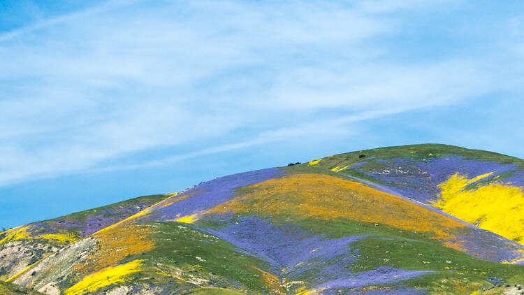 Carrizo Plain