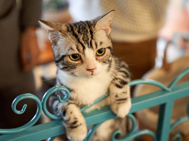 Texas' first cat convention is coming to Austin this summer kitten