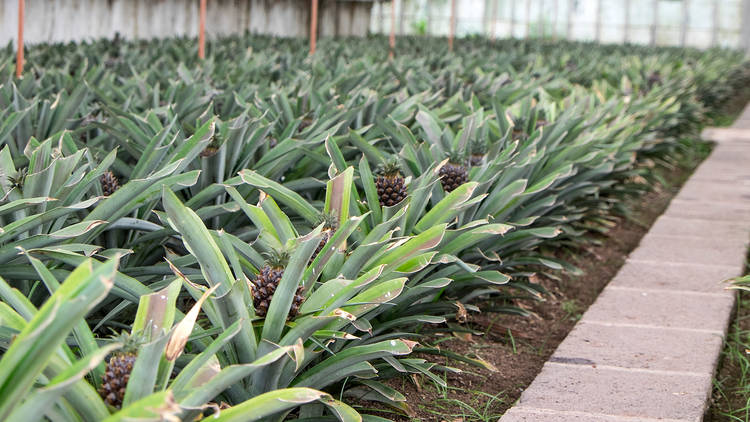 Check out the greenhouses where piña coladas come from