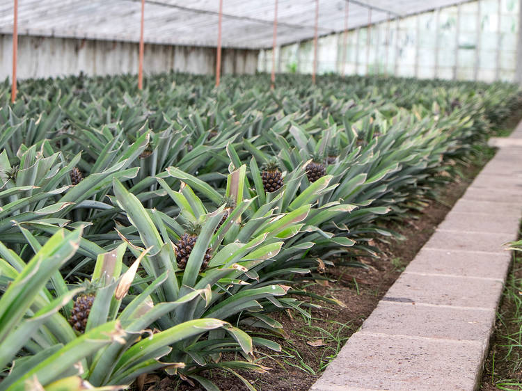 Check out the greenhouses where piña coladas come from