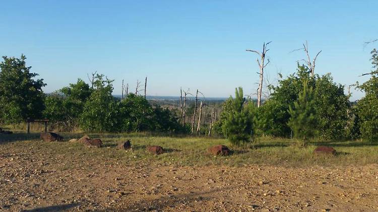 Bastrop State Park 