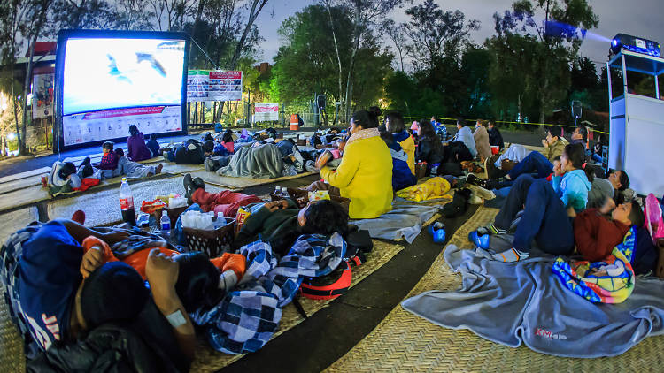 Bosquecinema en la CDMX