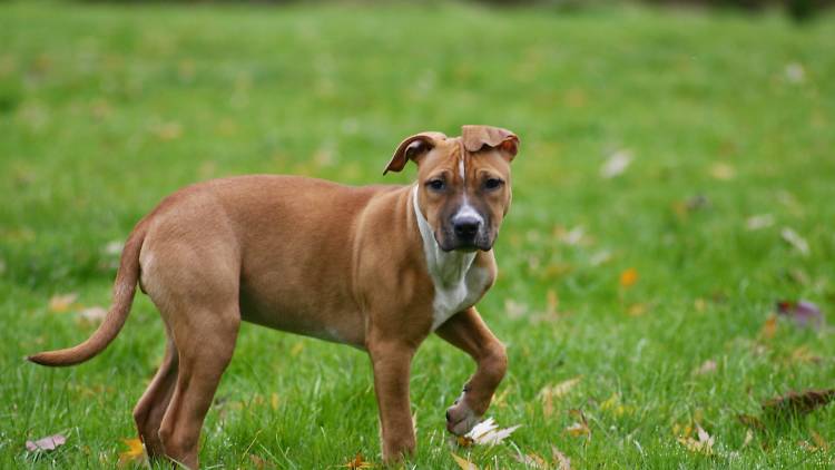 Generic dog in park