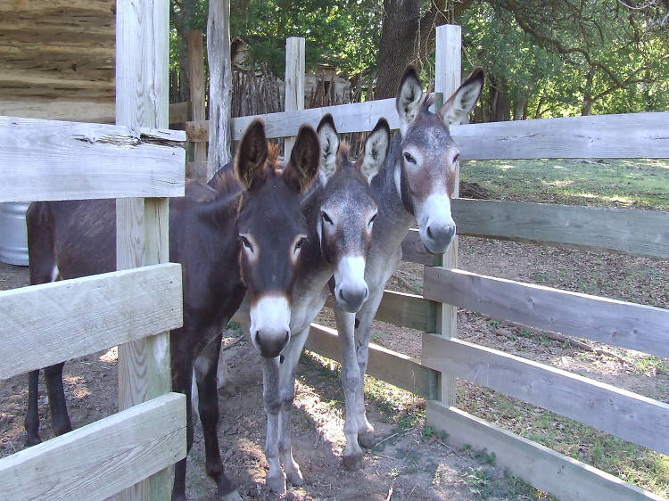 Discover Austin’s top petting zoos, animal farms and habitats