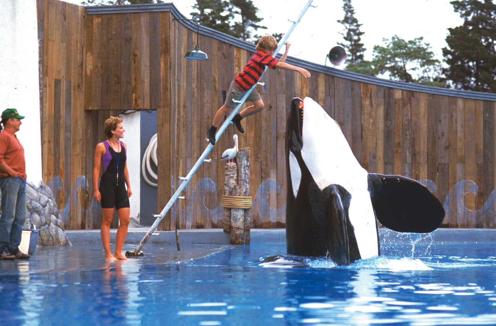 30 Best Animal Movies To Watch As a Family