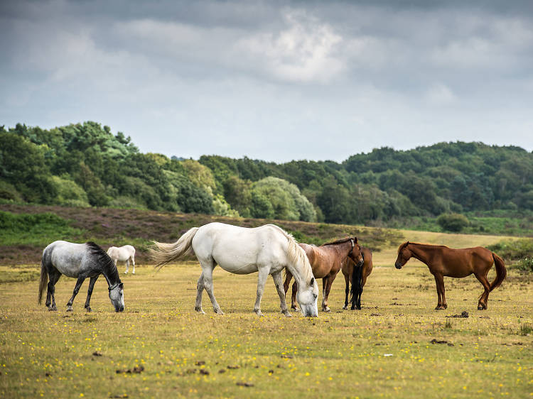 Spot wild ponies in the New Forest