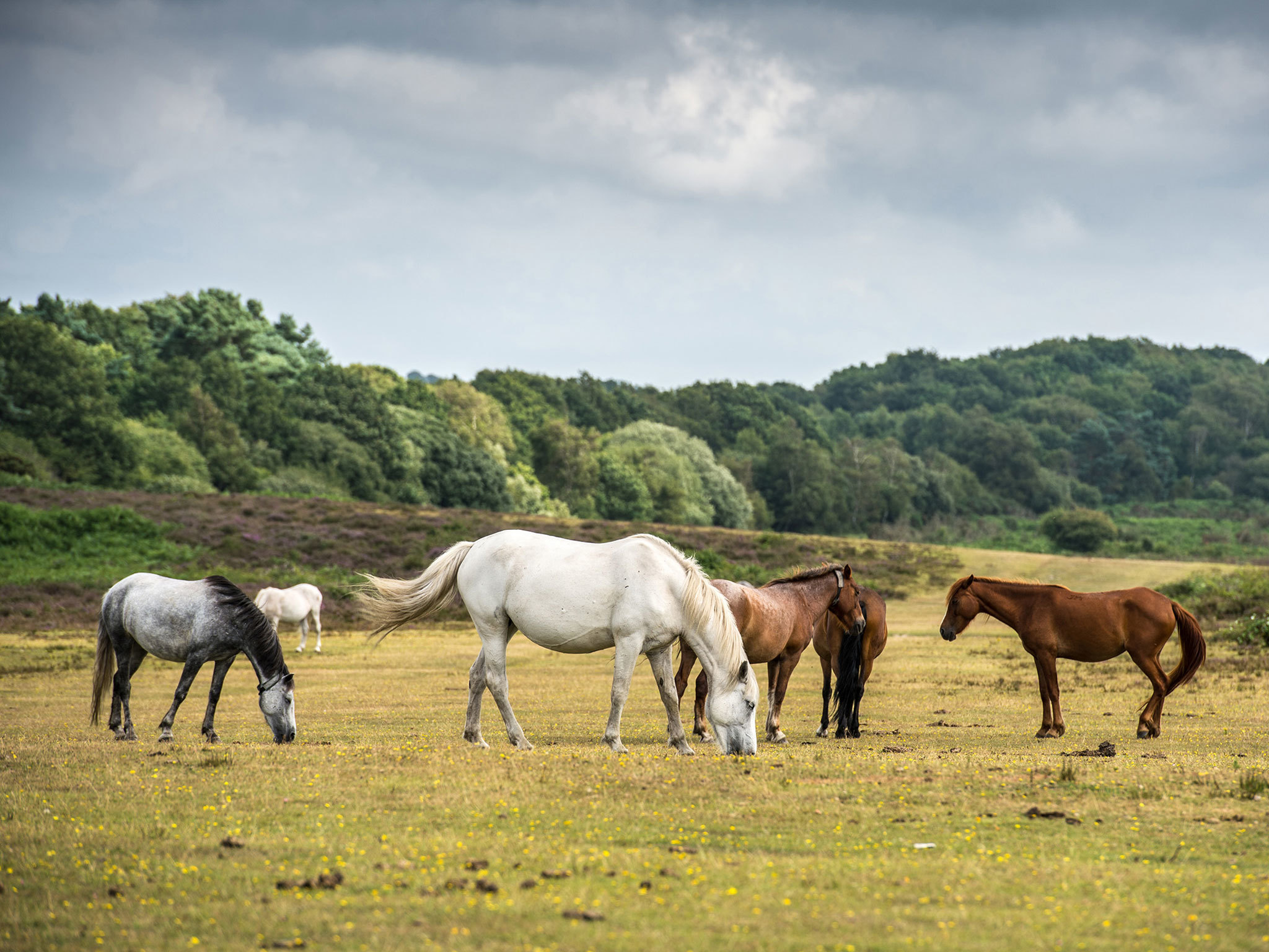 Things to do in New Forest Into the wild heathlands of Southern England