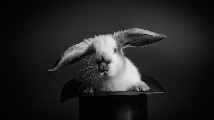 Grey and white rabbit and an old-styled silk hat