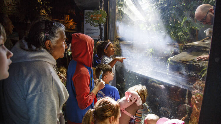 Children looking at an aquarium exhibit