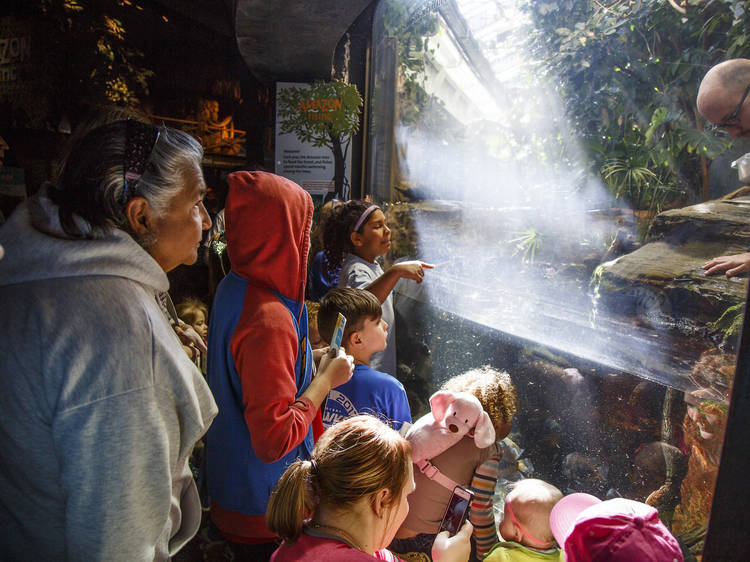 Children looking at an aquarium exhibit