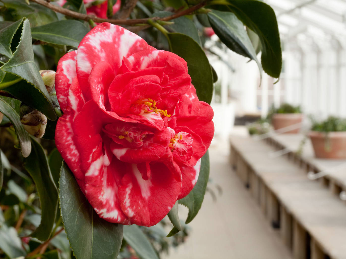 23 Stunning Places To See Spring Flowers in London Parks and Gardens