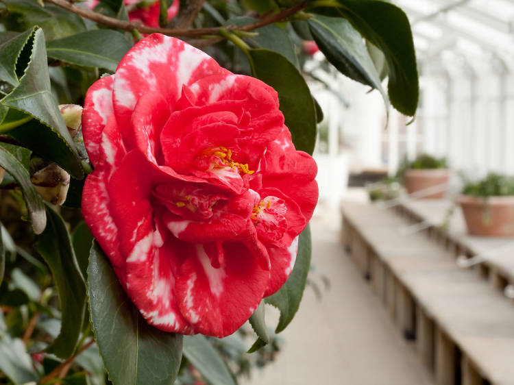 Camellias