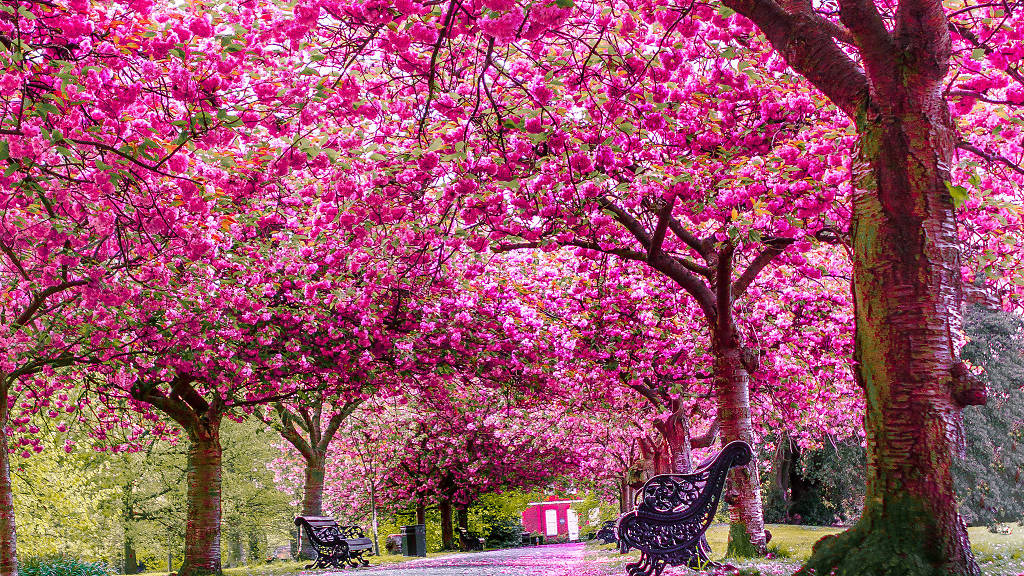 Cherry Blossom in Greenwich Park 