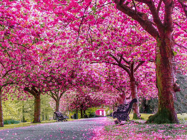 Cherry Blossom in Greenwich Park 