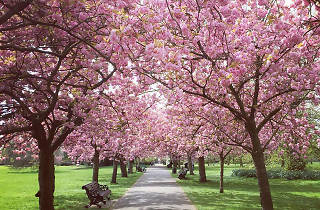 23 Stunning Places To See Spring Flowers in London Parks and Gardens