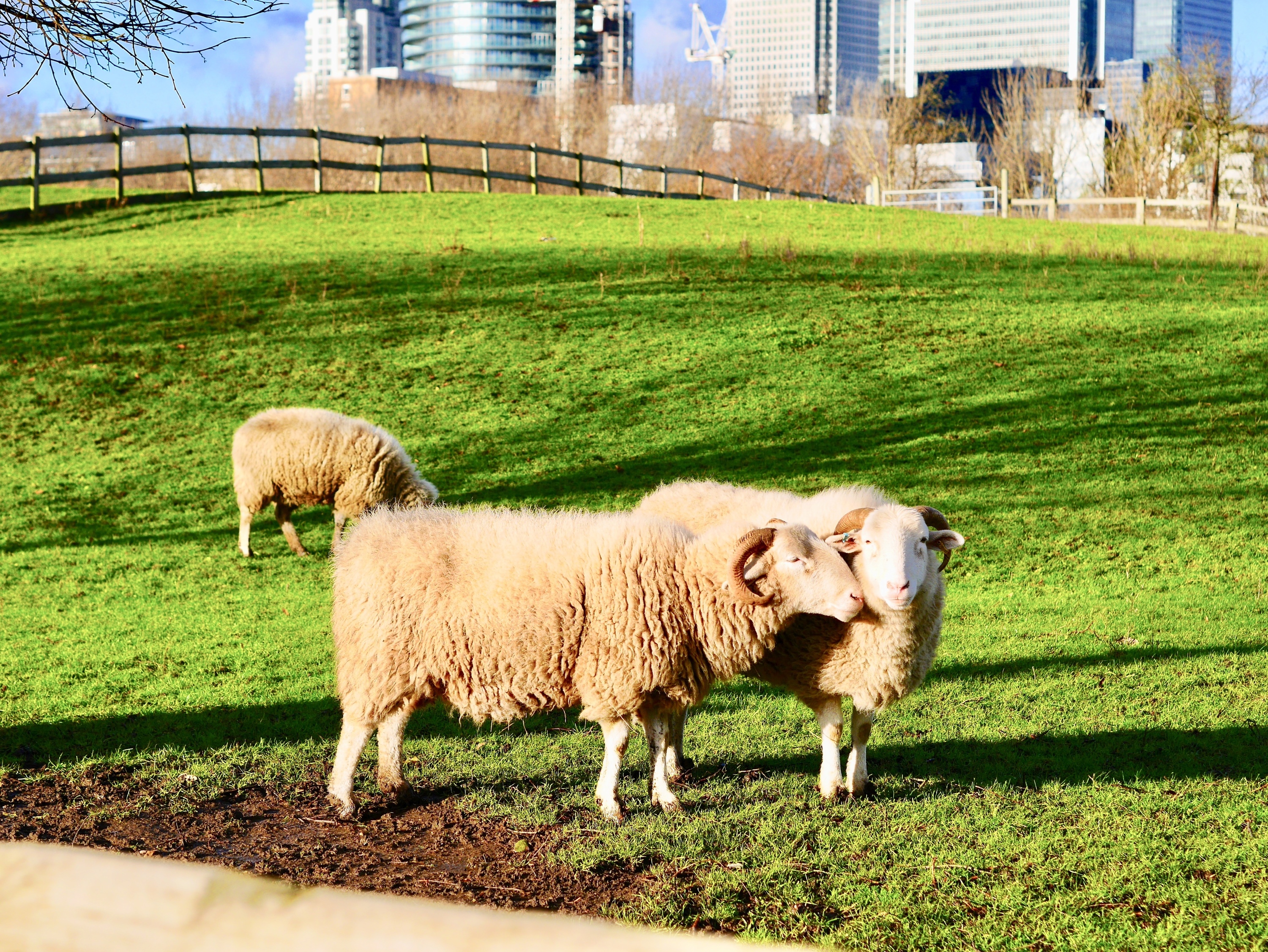 Best City Farms In London For Spotting Super Cute Animals