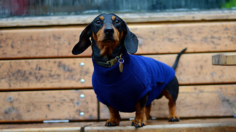 Domino Sausage dog