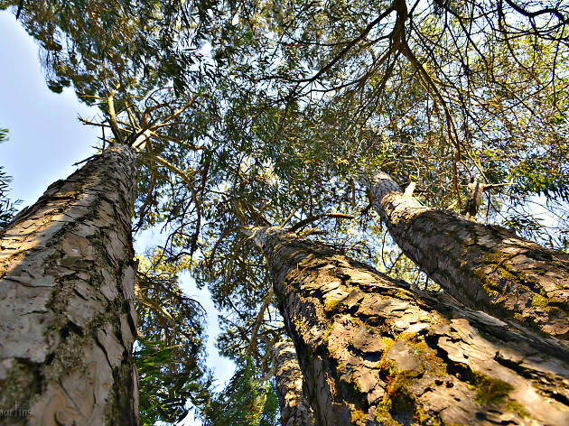 serra de sintra serra de sintra