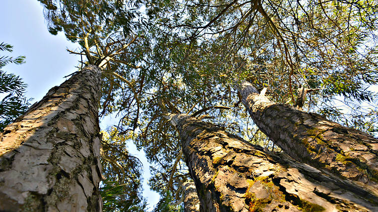 Pelos trilhos da Serra de Sintra