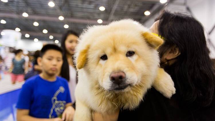 Pet Expo 2018