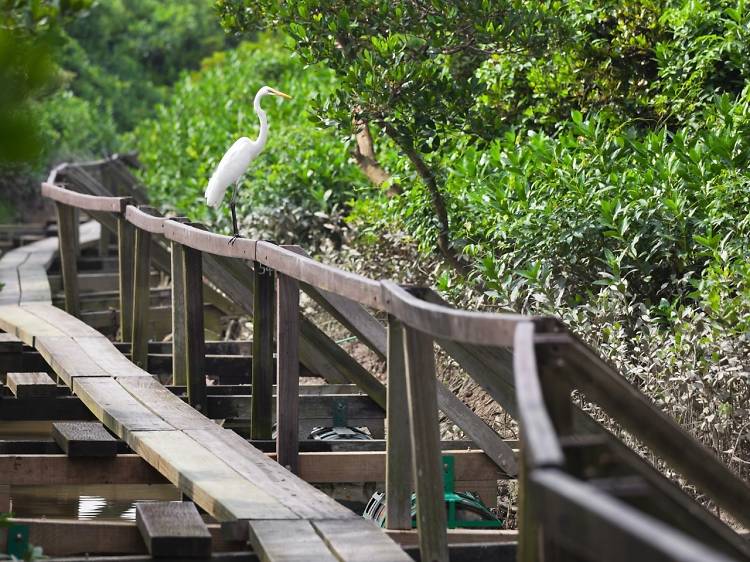 Mai Po Nature Reserve