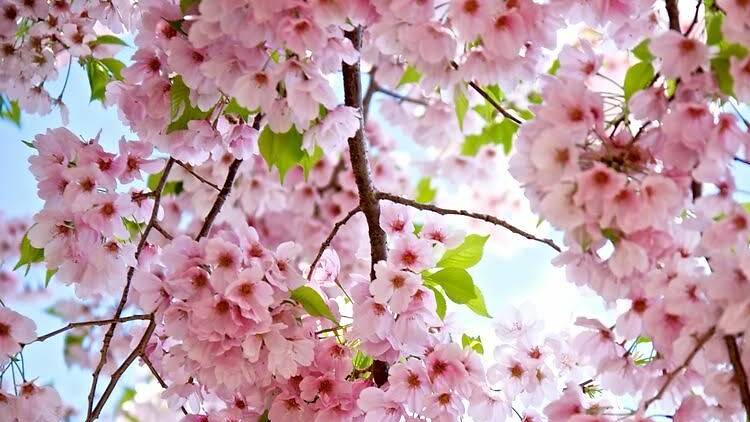 Cherry blossoms will be on display year-round