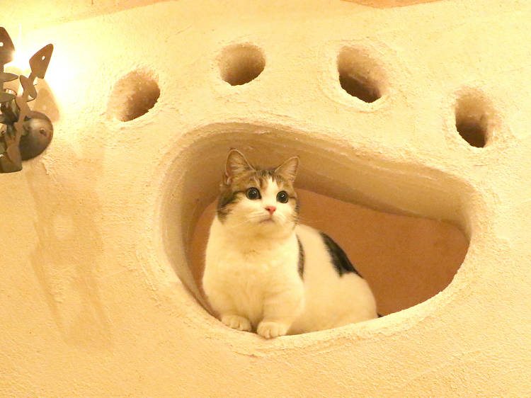 Temari no Oshiro Cat Café