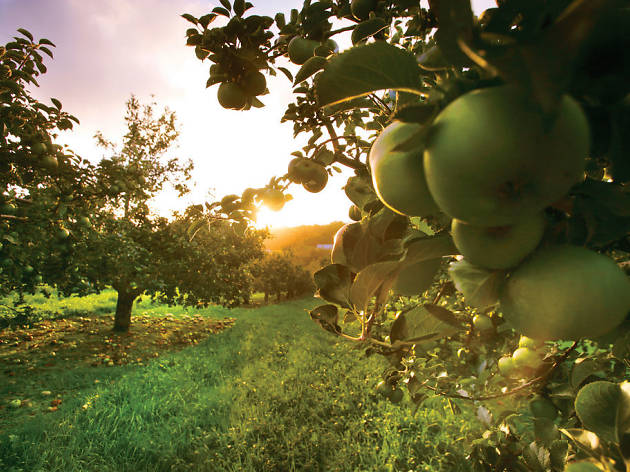 Armagh orchards, Northern Ireland - DO NOT REUSE - for use in Tourism Ireland and Creative Solutions campaign Northern Ireland