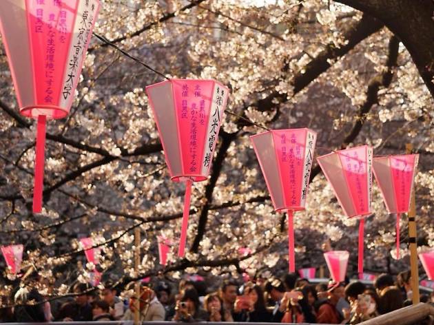 sakura japón kampai expo japan sakura japón kampai expo japan