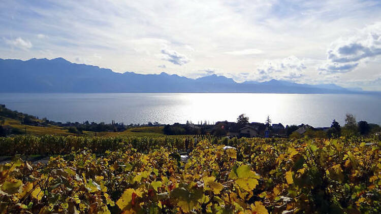 Wineries Open Day (Geneva)