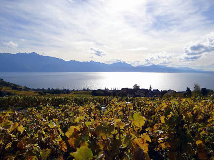 Wineries Open Day (Geneva)