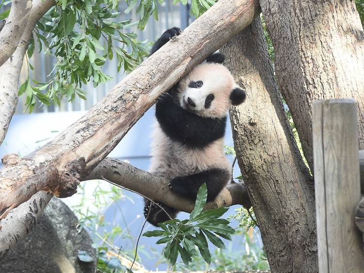 Ueno Zoo