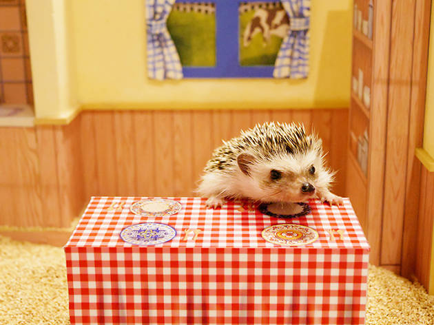  Best  animal and pet caf s in Tokyo  Time Out Tokyo 