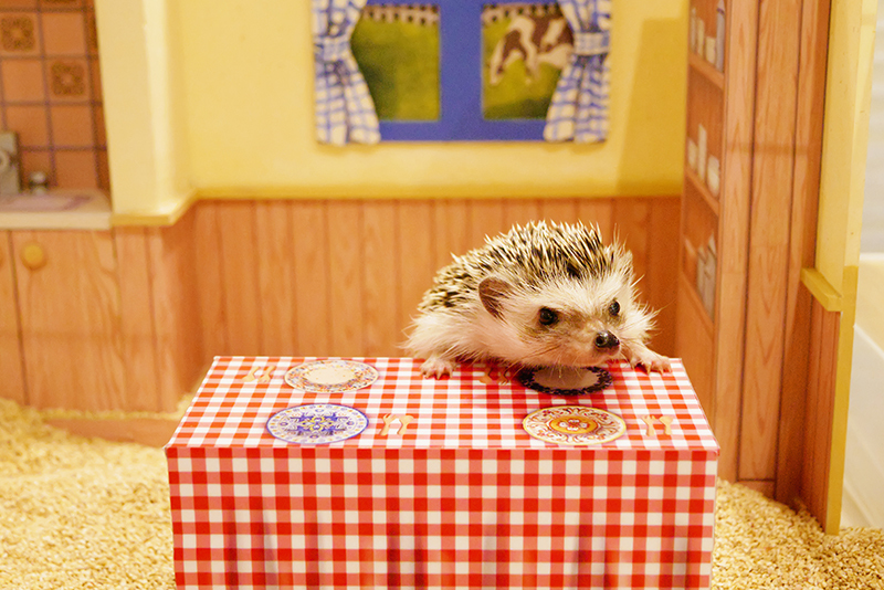 Best Animal And Pet Cafés In Tokyo Time Out Tokyo